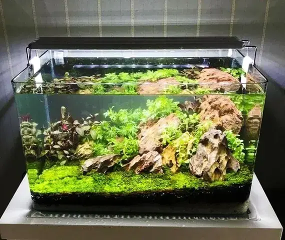 Thuốc Khử Mùi Tanh Hồ Cá