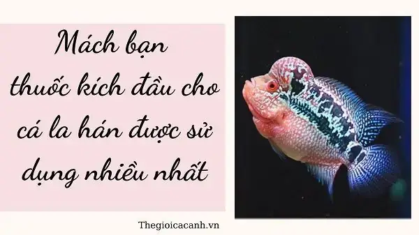 Thuốc Kích Đầu Cho Cá La Hán