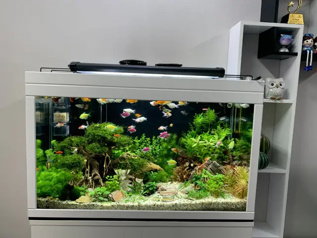 Thước Lỗ Ban Hồ Cá