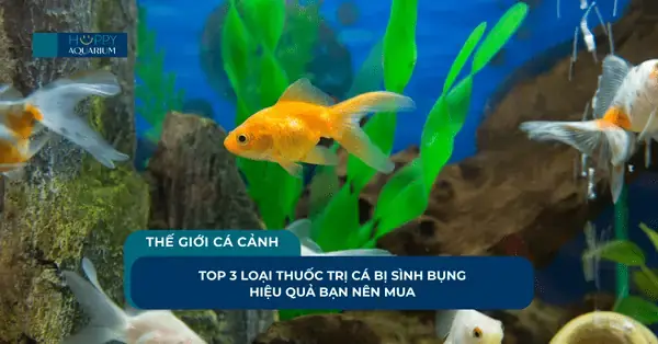 Thuốc Metronidazol Cho Cá