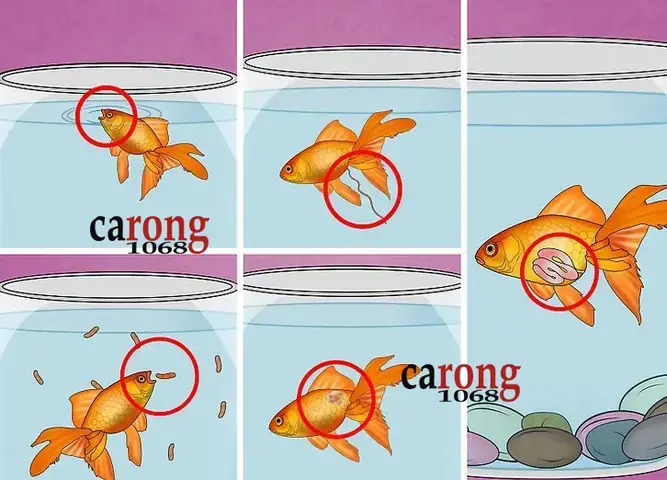 Thuốc Trị Bệnh Bong Bóng Cá Rồng