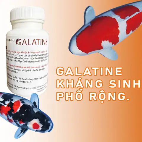 Thuốc Trị Lở Loét Cho Cá