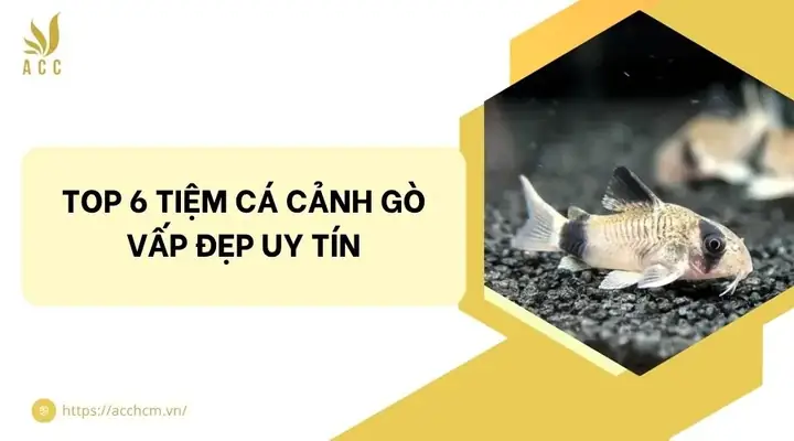Tiệm Cá Cảnh Gò Vấp