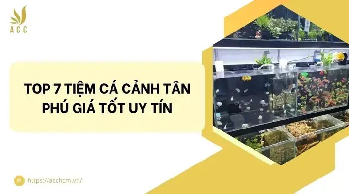Tiệm Cá Cảnh Tân Phú
