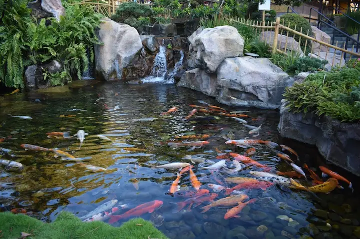 Tiêu Chuẩn Cá Koi Đẹp