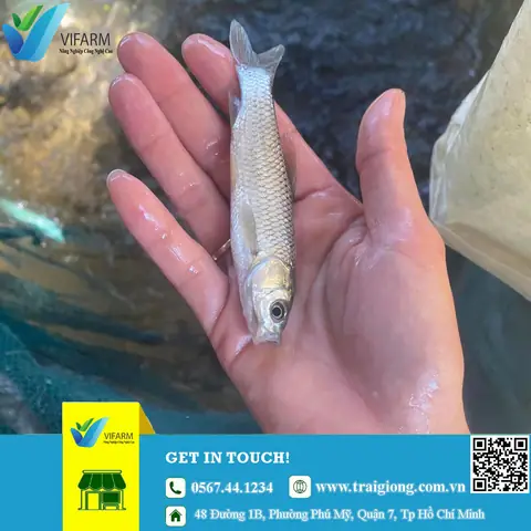Trại Cá Giống Hà Nam