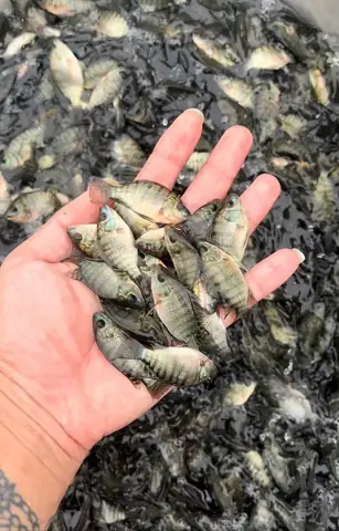 Trại Cá Giống Ở Hà Nội
