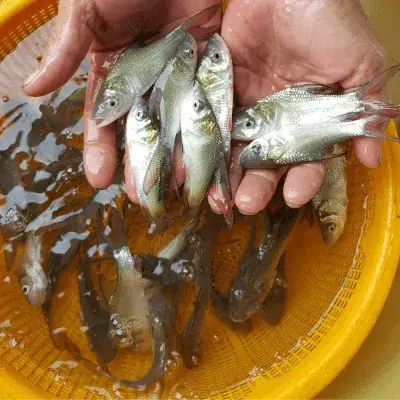 Trại Cá Hô Giống