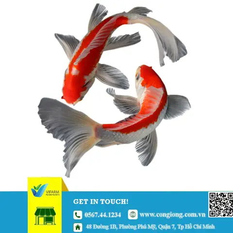 Trại Cá Koi Giống