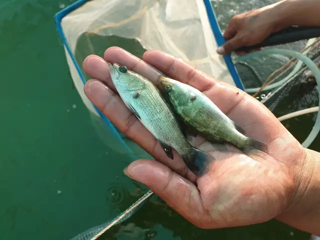 Trại Giống Cá Chẽm
