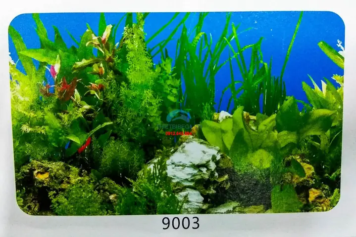 Tranh Dán Bể Cá Mini