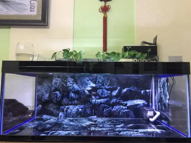 Tranh Hồ Cá Đẹp