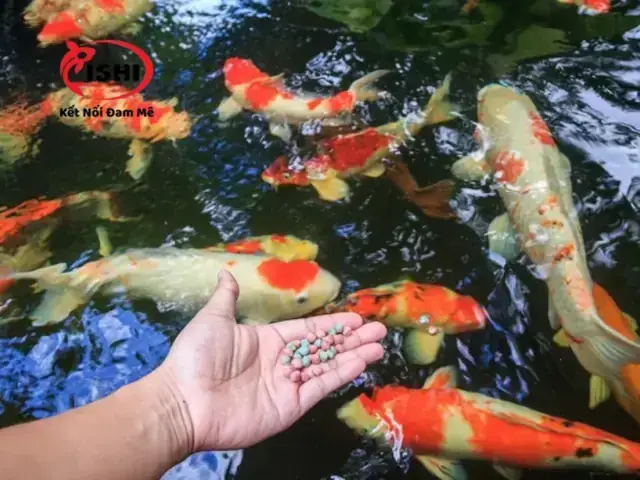 Trị Bệnh Ngủ Cá Koi Trị Bệnh Ngủ Cá Koi