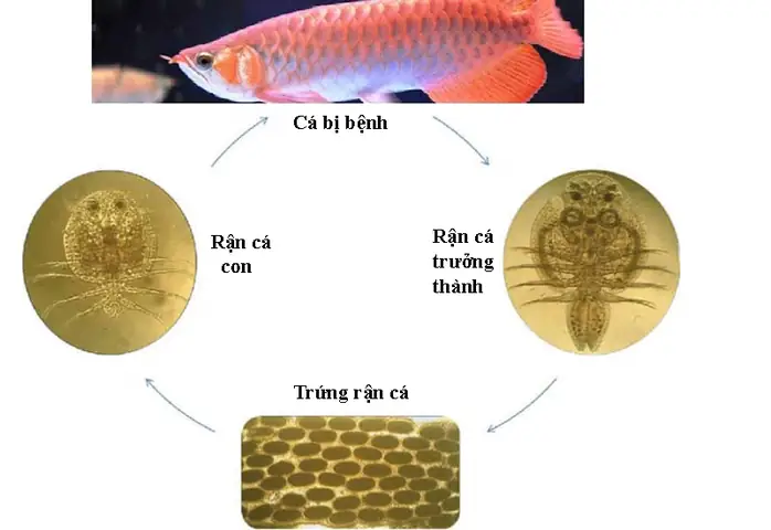 Trị Bệnh Rận Cá