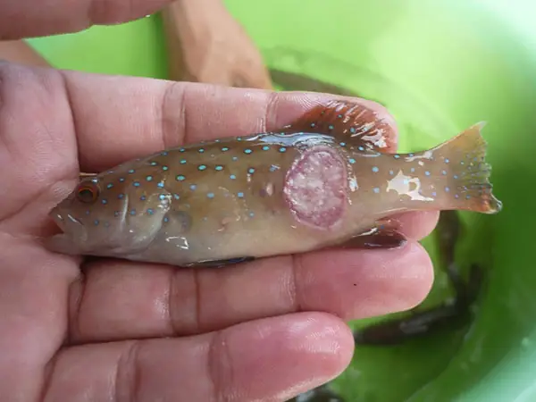Trị Thối Đuôi Cá Bảy Màu