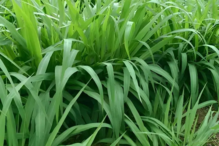 Trồng Cỏ Nuôi Cá Trắm
