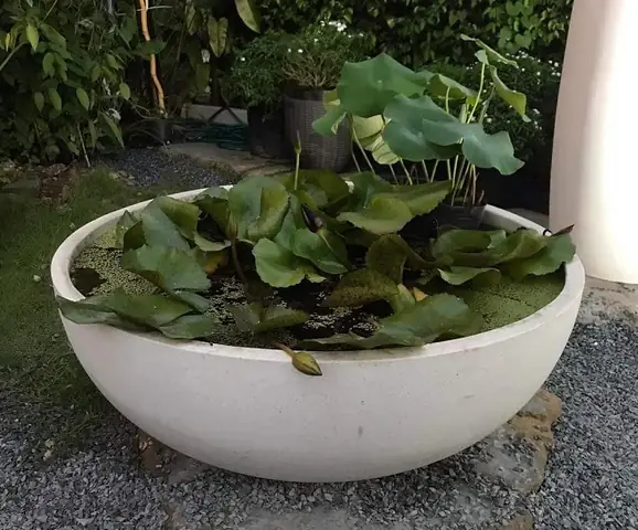 Trồng Sen Trong Chậu Nuôi Cá