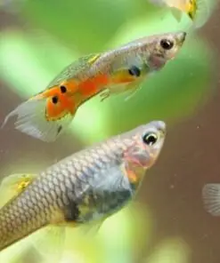 Trứng Cá Bảy Màu