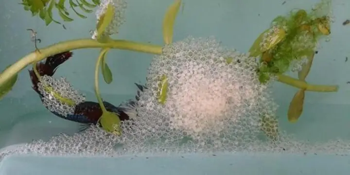 Trứng Cá Betta Bao Lâu Thì Nở