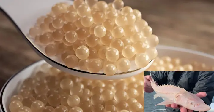 Trứng Cá Tầm Bạch Tạng