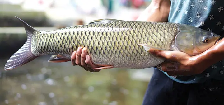 Trứng Cá Trắm Cỏ