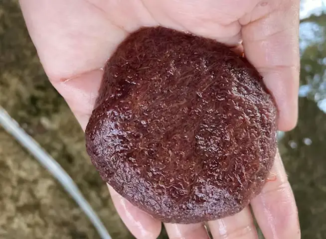 Trùng Chỉ Cho Cá