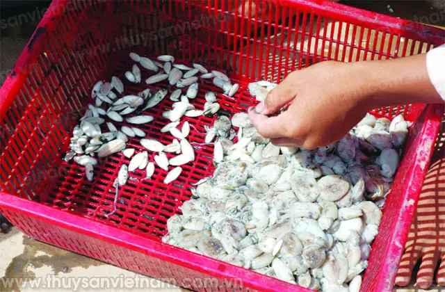 Tỷ Lệ Thức Ăn Cho Cá