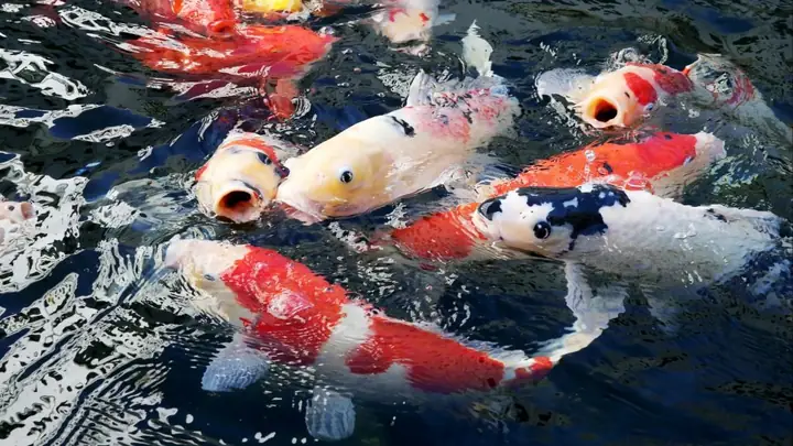 Vì Sao Cá Koi Lại Đắt