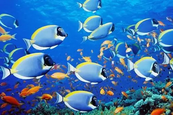 Vì Sao Cá Sống Được Trong Nước