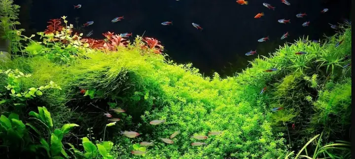 Sinh Có Lợi Cho Hồ Cá
