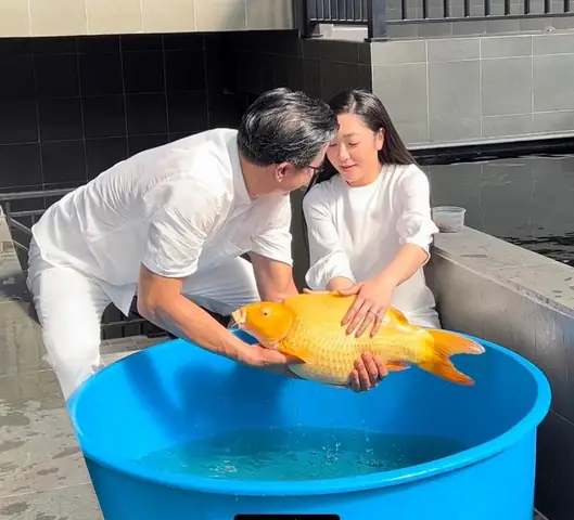 Vua Cá Koi Viet Nam